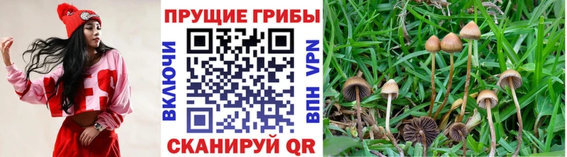 Галлюциногенные грибы прущие грибы  Выборг 